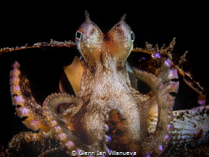 This is another photo of a coconut octopus in seashell. T... by Glenn Ian Villanueva 
